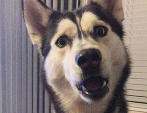 免费ddos在线攻击