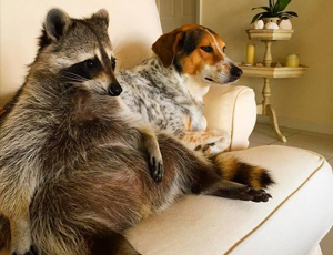 批发价格优惠的DDOS攻击教程