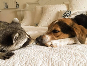 网站ddos隐藏源ip